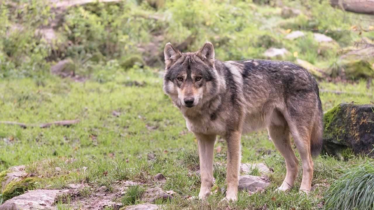 eurasian wolf