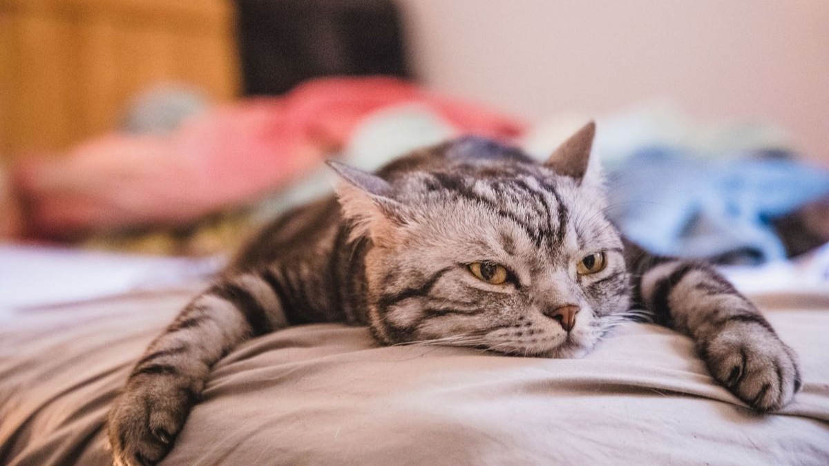 chat qui s'ennui